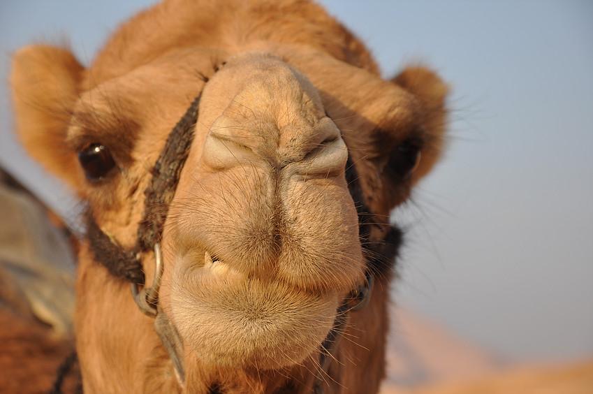 Personalized Wadi Rum camp and jeep tour