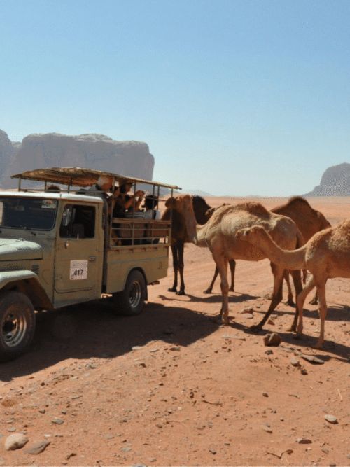 Jeep and camel tours exploring the vast red sands and rock formations of Wadi Rum