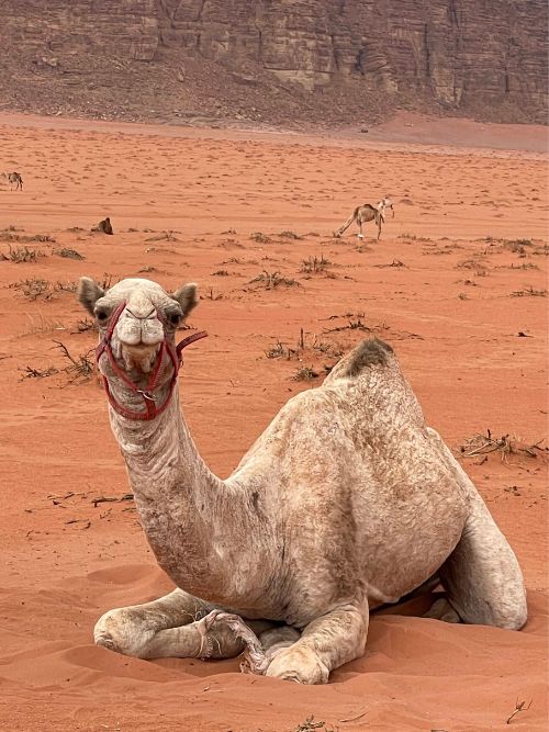 Bedouin camel caravan and jeep tour adventure in the heart of Wadi Rum desert