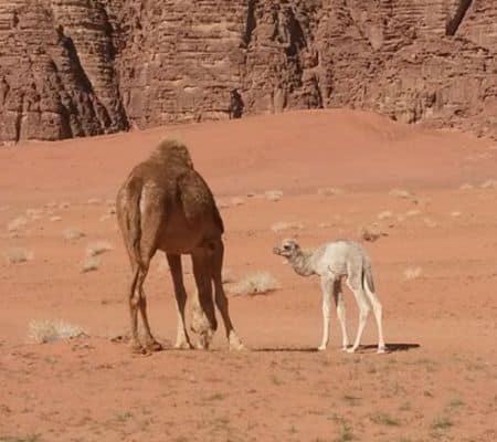 Wadi Rum