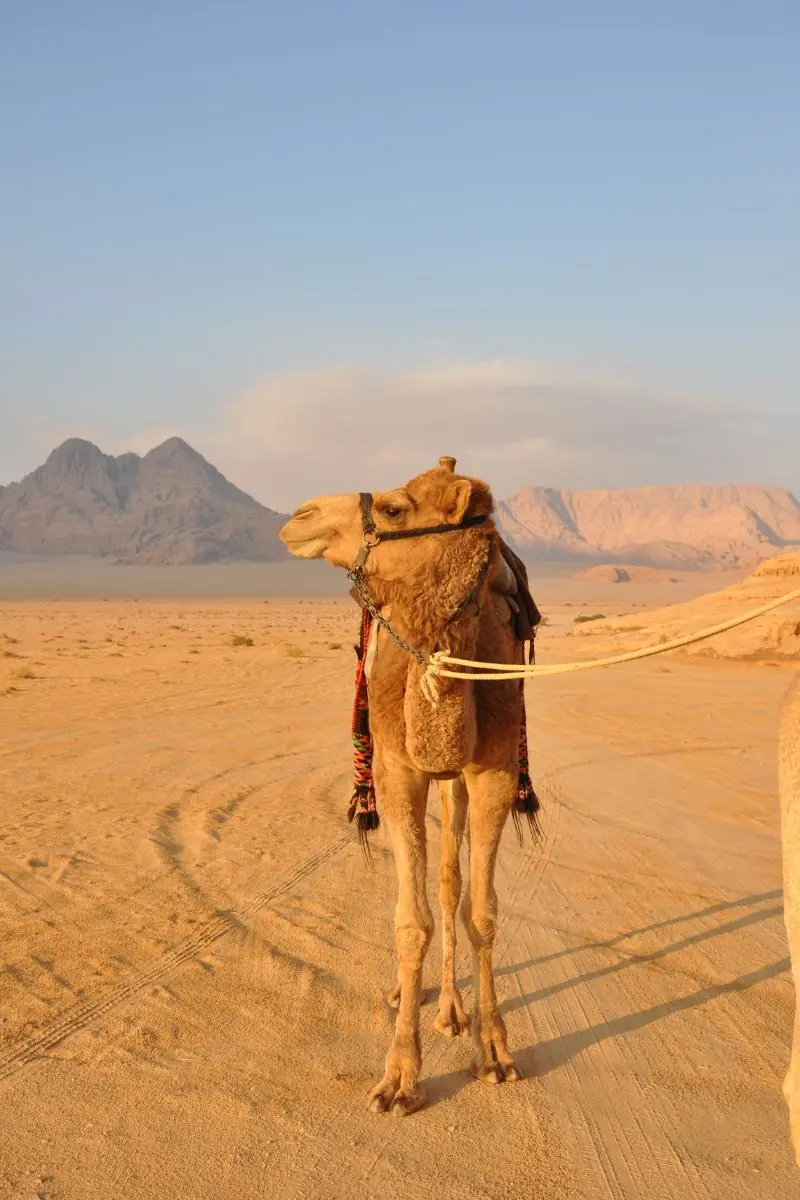 Wadi Rum Camel Ride